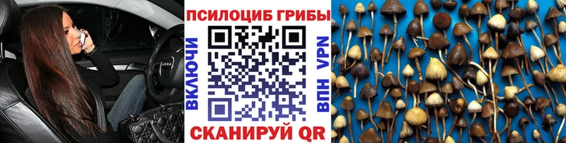 Купить где  Бердск  Галлюциногенные грибы Psilocybe 